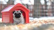 A small pug happily residing in a red doghouse within a fenced yard. Concept Pets, Pugs, Doghouses, Outdoor Photography, Home Decor