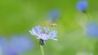 Blue wildflowers. Cornflower or bachelors button or centaurea cyanus or cyanus segetum or Centaurea montana flower. Slow motion.