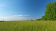 © artifex.orlova - Grass meadows in the flowering period in early summer. Green forest on the edge of meadow field in Europe. Wide shot.
