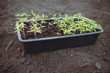 seedlings of tomatoes in a plastic box on the ground.