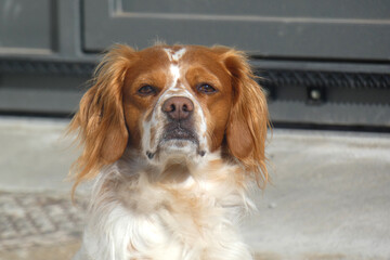 Poster - Spaniel breton