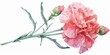 Watercolor Carnation Floral Illustration Generative AI