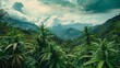 © PerfectPhoto - Medical weed pant cannabis marijuana field outddor farm nature wild. Cannabis or marijuana outdoors plantation growing on the mountains. Wide angle