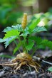 Nature's Alternative Medicative Solution: Goldenseal Root Herbal Medicine