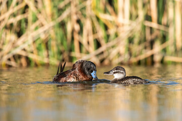 Wall Mural -  Lake Duck in Pampas Lagoon environment, La Pampa Province, Patagonia , Argentina.