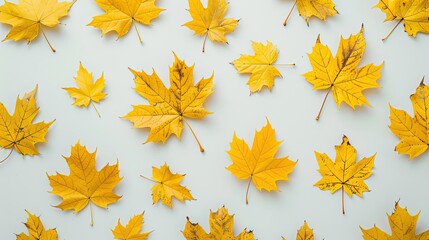 Poster - A creative autumnal concept featuring a flat lay of vibrant yellow maple leaves with copy space on a clean white background This unique seasonal layout captures the essence of fall in a visu