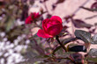 Red rose bud on natural green blurred background, selective focus on rose bud corolla. Closeup of a spring rose on a green bokeh background. Beautiful pink rose and rose buds close up, flower of love