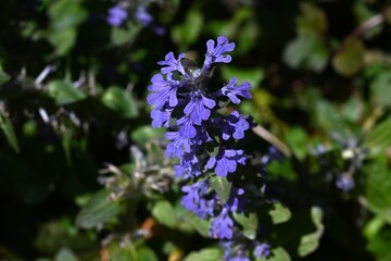 Poster - Ajuga flowers. Lamiaceae perennial plants. Produces numerous lip-shaped bluish-purple flowers in spring on creeping stems.