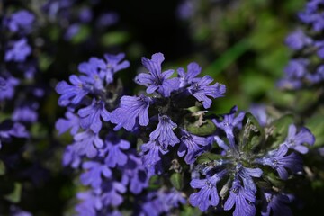 Wall Mural - Ajuga flowers. Lamiaceae perennial plants. Produces numerous lip-shaped bluish-purple flowers in spring on creeping stems.