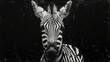 © Olga - Black-and-white image of a sorrowful zebra facing the camera