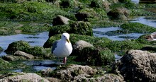 Seagulls Walking In The Middle Of Mossy Black Rocks Along Oregon Coast.