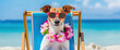 A Jack Russell Terrier lounging on a beach chair, adorned with a vibrant lei and stylish sunglasses, with the ocean's azure waves in the backdrop. Joy and relaxation on a sunny beach day