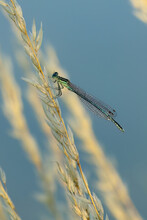 Detail Of Damselfly Male. Azure Damselfly, Coenagrion Puella, Perched On Blade Of Grass At Sunset. Wildlife Nature. Macro Photography. Commonly Found Around Ponds And Lakesides. Summer.