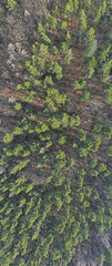 Wall Mural - Aerial top down of trees in Grunewald forest on a sunny spring day in Berlin