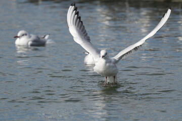 Wall Mural - black headed gull in a seashore