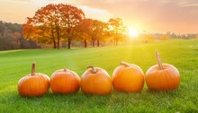 Pumpkins On Grass In Field With Trees And Sunset Background Thanksgiving Harvest