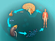 Stress response in the human body