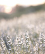 Sunset over a white lavender field in Provence, France.
