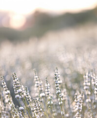 Wall Mural - Sunset over a white lavender field in Provence, France.