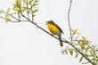 yellow breasted chat singing on branch