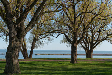 Canvas Print - willow trees by the lake as sunset approaches