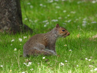 Wall Mural - Squirrel on green grass