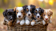 Five cute puppies in variety of colors inside of a basket