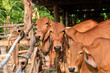 Red meat cattle in a livestock pen stand huddled on the edge of a bamboo pen and look at the camera.