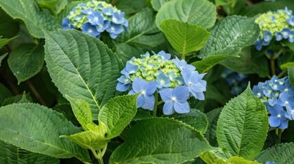 Wall Mural - Hydrangea macrophylla is 2-6 feet tall, the leaves are quite broad