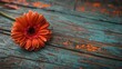 A vibrant Gerbera bloom rests elegantly on a rustic wooden table