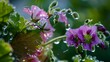 Watering geraniums, close up, droplets on leaves and blooms, early evening, focused irrigation 
