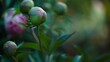 Peony buds about to bloom, close up, focus on pink and green colors, soft morning mist 