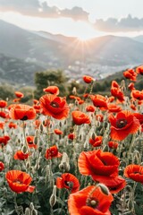 Wall Mural - Picturesque sunset field with vibrant red poppy flowers, creating a stunning nature background