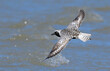 Black-bellied plover (Pluvialis squatarola) flying over the ocean during the spring migration, Galveston, Texas, USA.