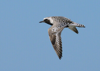 Wall Mural - Black-bellied plover (Pluvialis squatarola) flying in blue sky during the spring migration, Galveston, Texas, USA.