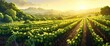 A picturesque vineyard at sunrise, rows of grapevines, misty atmosphere,Background Banner HD