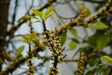 close-up of berries on a tree