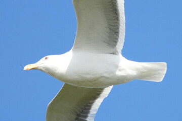 herring gull in flight