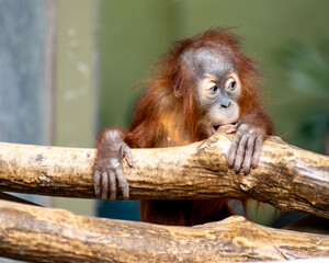 young orangutan