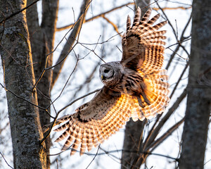 Wall Mural - Barred owl flying