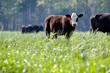 Black baldy calf in lush spring pasture