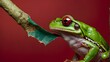 An enthralling close-up of a green tree frog catching a fly against a striking red background featuring the appearance of ripped paper