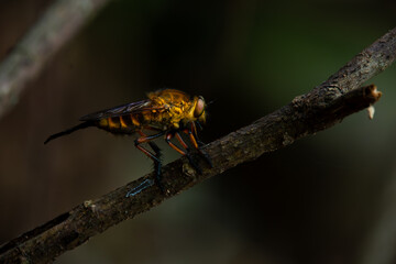 Wall Mural - Black-stripped yellow robber fly or often called tiger robber fly in indonesia from the family asilidae, perching on a branch, natural bokeh background