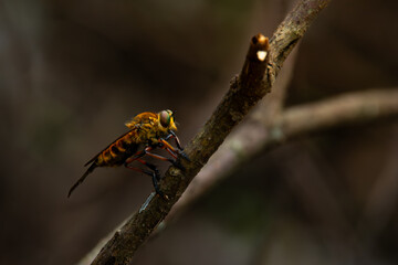 Wall Mural - Black-stripped yellow robber fly or often called tiger robber fly in indonesia from the family asilidae, perching on a branch, natural bokeh background