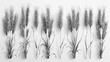 Illustration in elegant vintage style of drawing of wheat ears isolated on white background. A set of hand-drawn parts of cultivated cereal plant, natural decorative design elements.