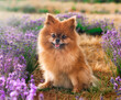 young pomeranian in nature