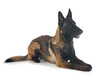 young malinois in studio