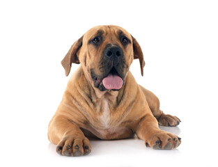 Wall Mural - African boerboel in studio