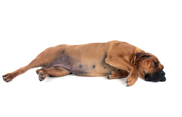 Sticker - African boerboel in studio