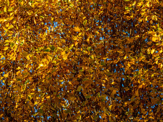 Sticker -  Golden Mass Yellow Autumn Leaves